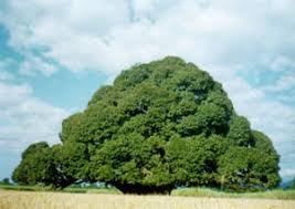 ASIA BIG TREE  IN NEPAL